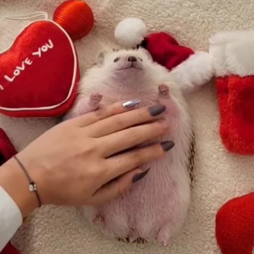 Эмодзи hedgehogs