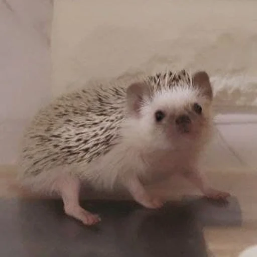 Эмодзи hedgehogs
