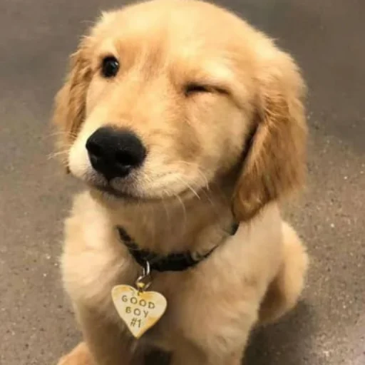 Эмодзи Собаки