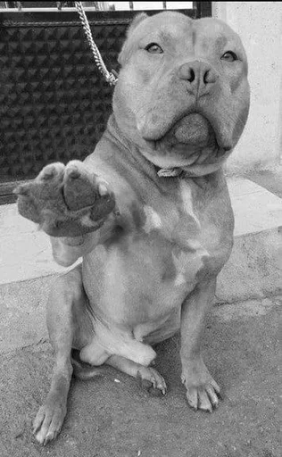 Эмодзи Собаки