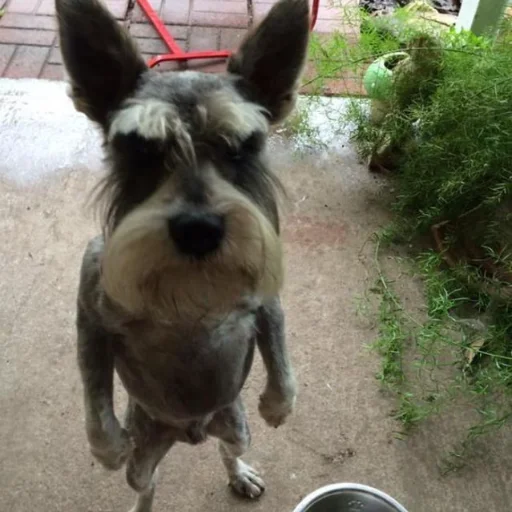 Эмодзи Собаки