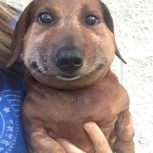 Эмодзи Собаки