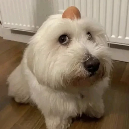 Эмодзи Собаки