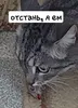 Эмодзи котики