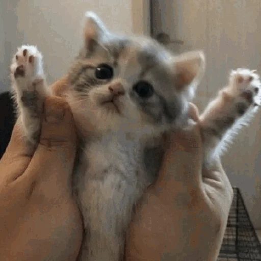 ?