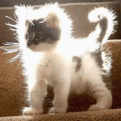 Эмодзи Funny Cats