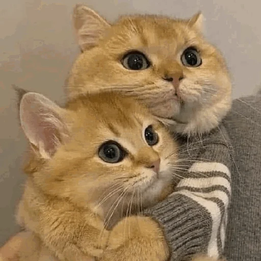 Эмодзи Funny Cats
