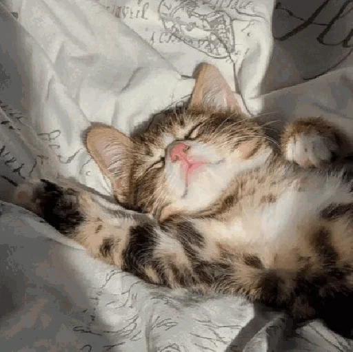 Эмодзи Funny Cats