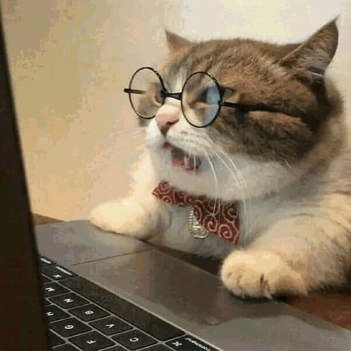 Эмодзи Funny Cats