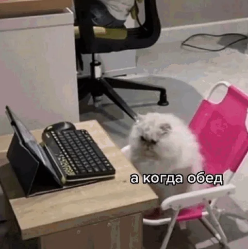 Эмодзи Funny Cats
