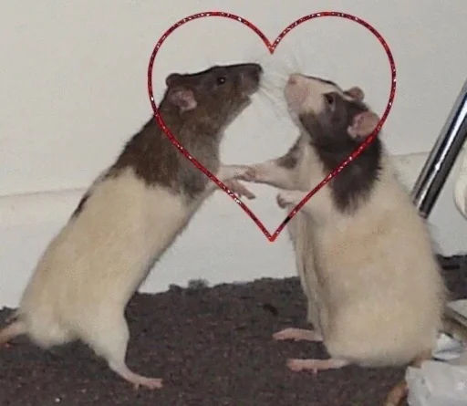 Эмодзи сучьи стикеры