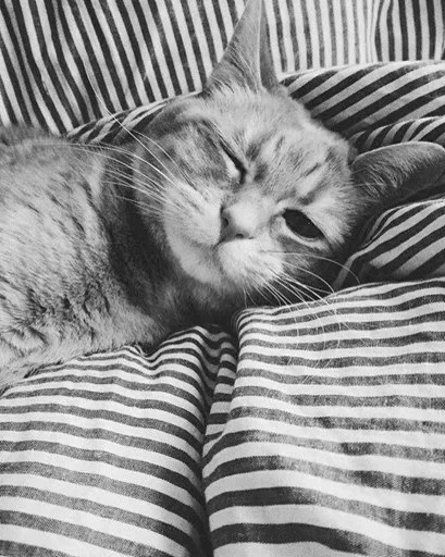 Эмодзи Black white cats