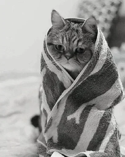 Эмодзи Black white cats