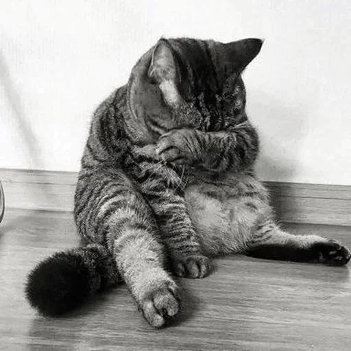Эмодзи Black white cats