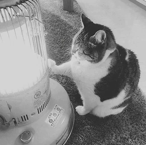 Эмодзи Black white cats