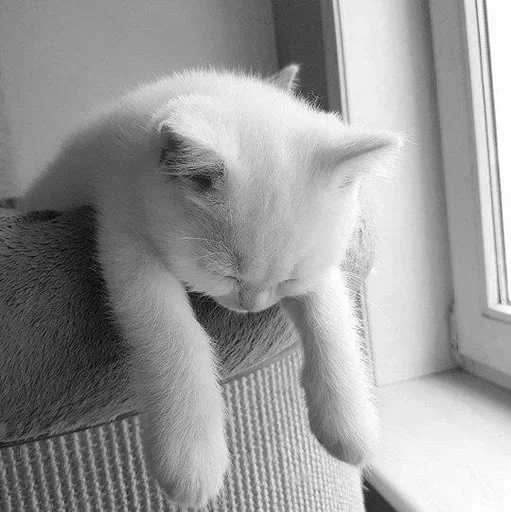 Эмодзи Black white cats