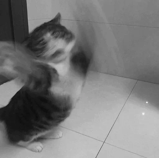 Эмодзи Black white cats