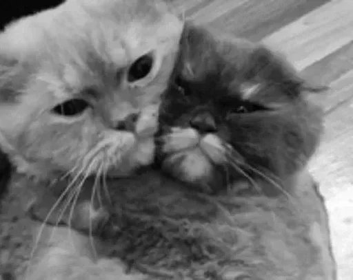 Эмодзи Black white cats