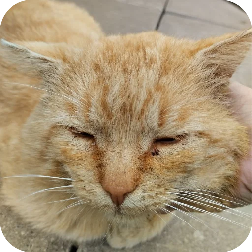 Эмодзи БЛОПТОП 3D 2.0