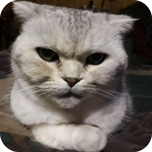 Эмодзи БЛОПТОП 3D 2.0