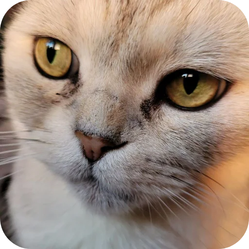 Эмодзи БЛОПТОП 3D 2.0