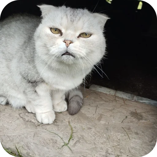 Эмодзи БЛОПТОП 3D 2.0