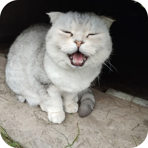 Эмодзи БЛОПТОП 3D 2.0