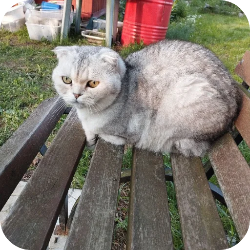 Эмодзи БЛОПТОП 3D 2.0