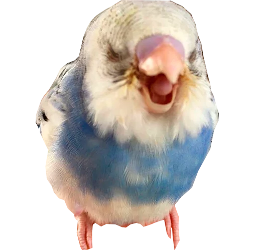 Эмодзи блядские папуги