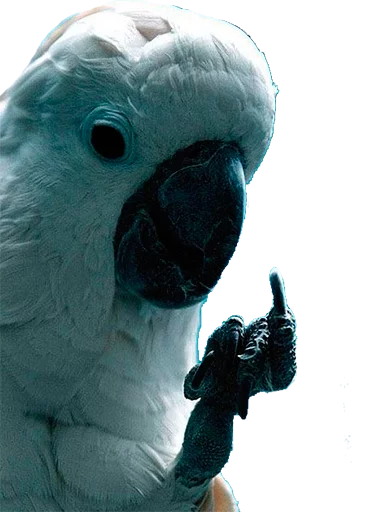 Эмодзи блядские папуги