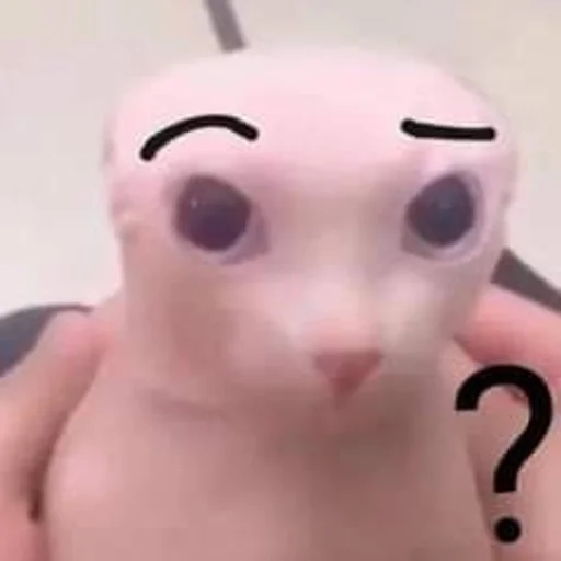 Эмодзи бингус и другие