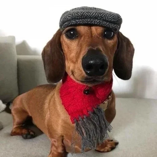 Эмодзи Dogs