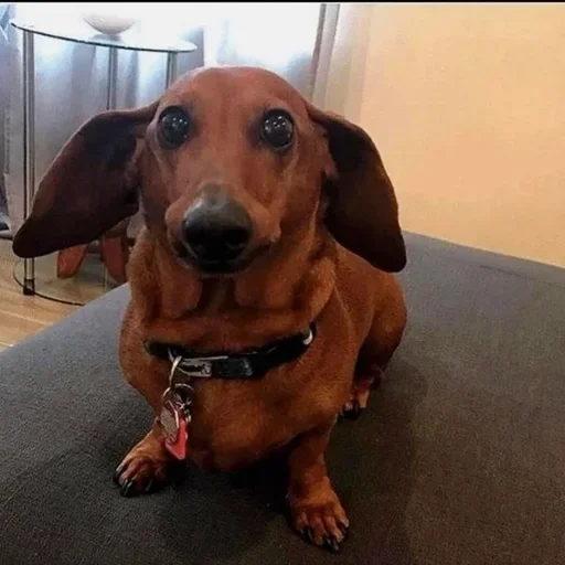 Эмодзи Dogs