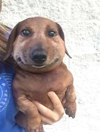 Эмодзи Dogs