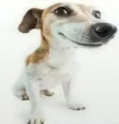 Эмодзи Dogs