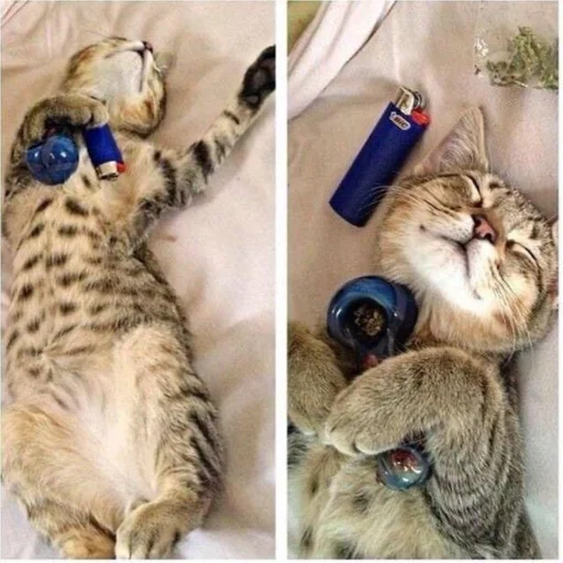 Эмодзи бонго кэтсс