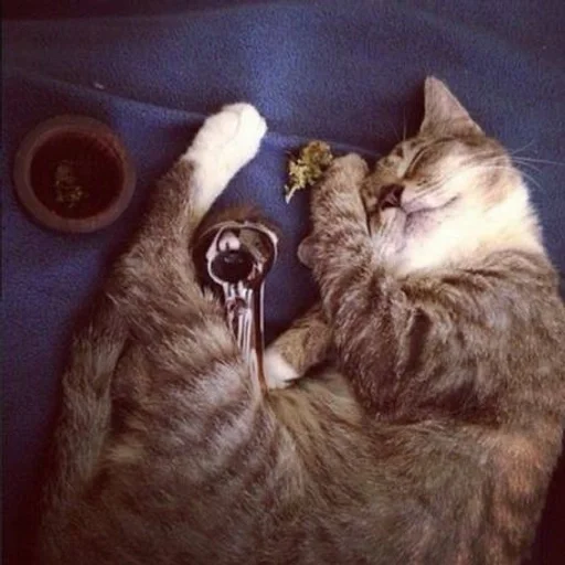 Эмодзи бонго кэтсс