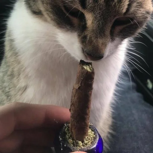 Эмодзи бонго кэтсс