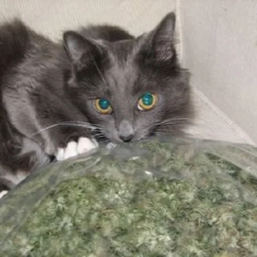 Эмодзи бонго кэтсс