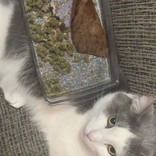 Эмодзи бонго кэтсс