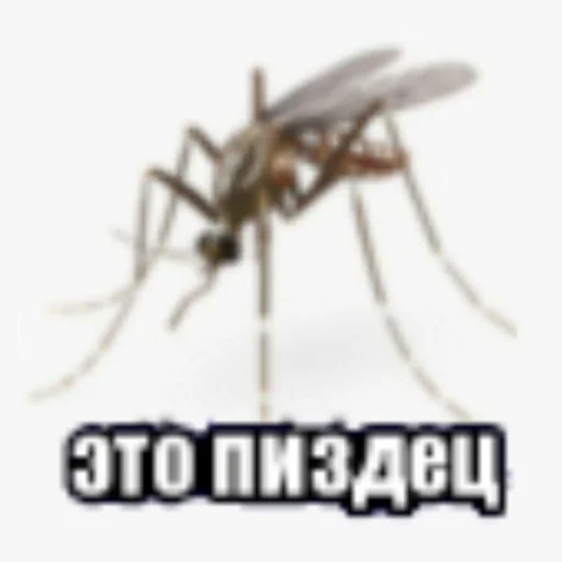 Эмодзи Чатик👉👈