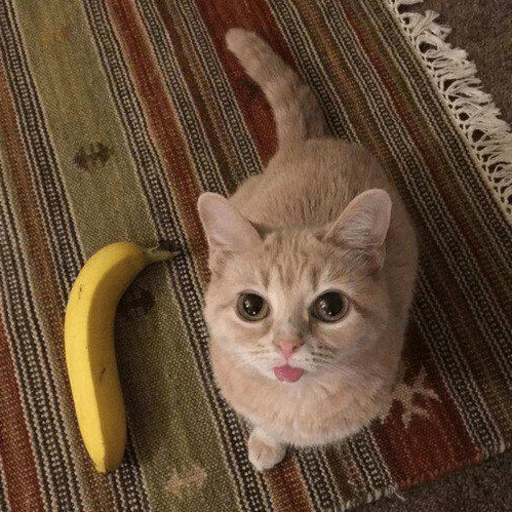 Эмодзи Broken Cats 2