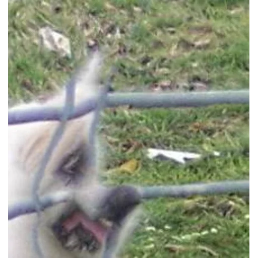 Эмодзи Кривые животные