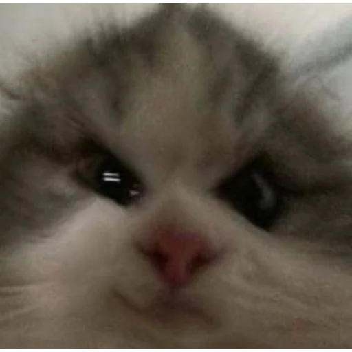 Эмодзи Кривые животные