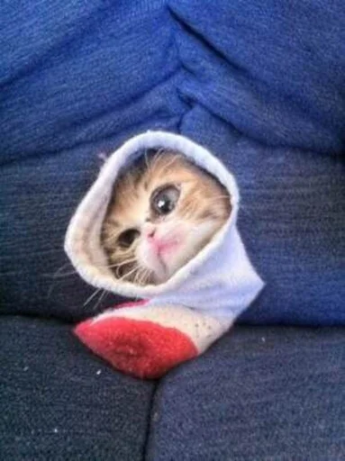 Эмодзи Кривые животные