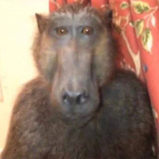 Эмодзи brunette