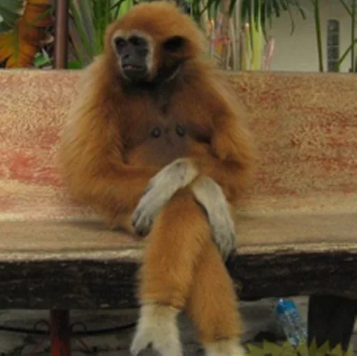 Эмодзи brunette