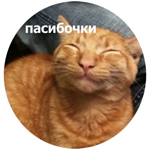 Эмодзи котики