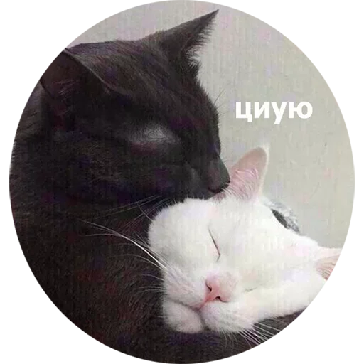 Эмодзи котики