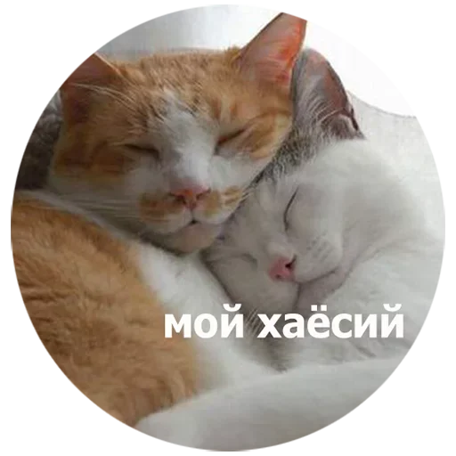 Эмодзи котики